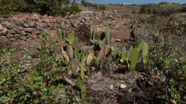 Nowy Nissan Leaf – samochód przyszłości dla każdego? 