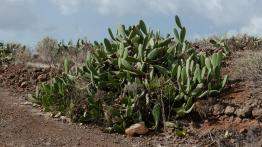 Nowy Nissan Leaf – samochód przyszłości dla każdego? 