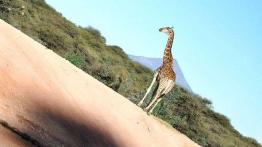 Skoda Yeti w Namibii - dzień 4 - od księżycowego krajobrazu po safari