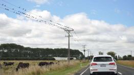 Audi Q5 -New Zealand Tour. Wioska Hobbitów (fotostory)