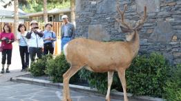 The Call of the Wild. Z przyrodą za pan brat