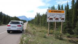 The Call of the Wild. Z przyrodą za pan brat