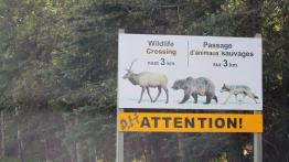 The Call of the Wild. Z przyrodą za pan brat