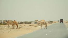 Ekspedycja IV Kongo: Do serca Afryki dzień po dniu!