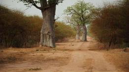 Ekspedycja IV Kongo: Do serca Afryki dzień po dniu!