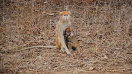 Ekspedycja IV Kongo: Do serca Afryki dzień po dniu!