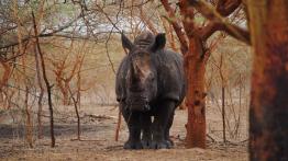 Ekspedycja IV Kongo: Do serca Afryki dzień po dniu!