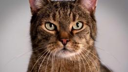 Szkodniki pod maską. Szczury, myszy, kuny, koty...