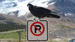 SUV wszechstronnie utalentowany?