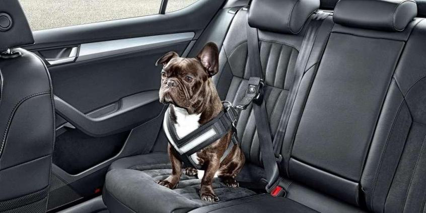 Skoda podpowiada - jak przewozić psa w samochodzie?